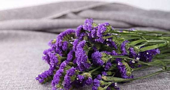 12月14日的花语是什么？这一天有什么特别的花语含义？