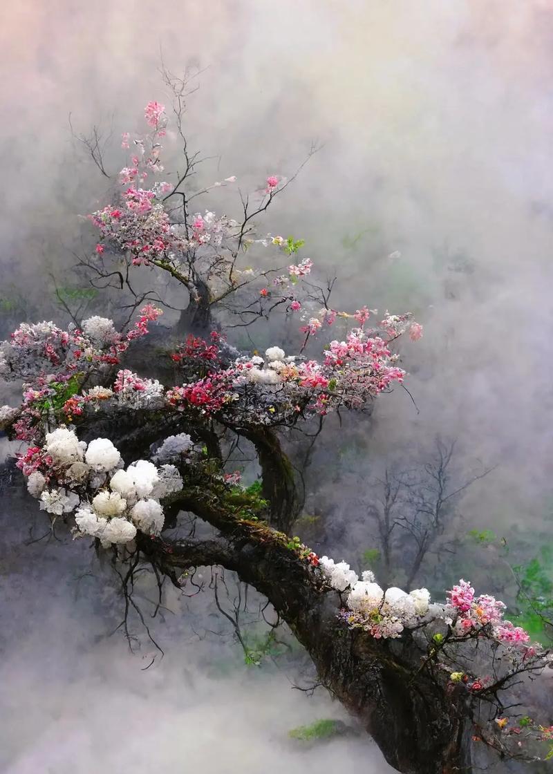 12月14日的花语是什么？这一天有什么特别的花语含义？