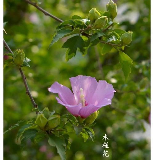 哪些植物的花语是坚持？坚持的花语有哪些？