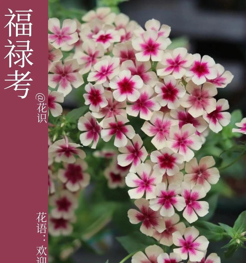 哪些植物的花语是坚持？坚持的花语有哪些？