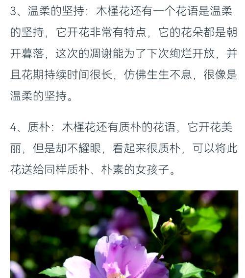 哪些植物的花语是坚持？坚持的花语有哪些？