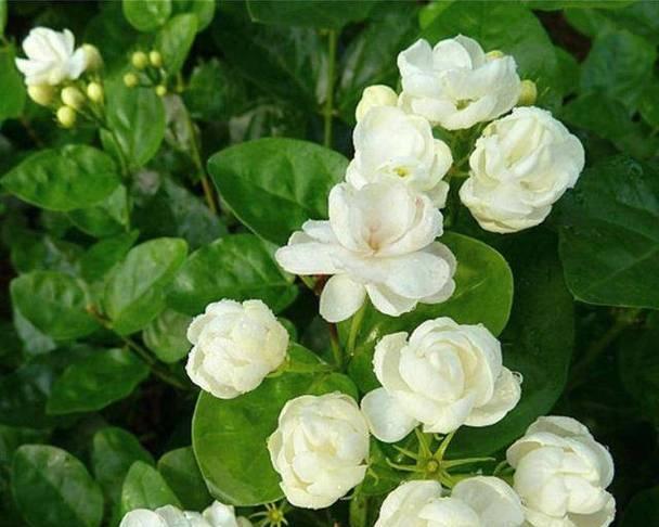 虎头茉莉的花语是什么？虎头茉莉代表了什么？