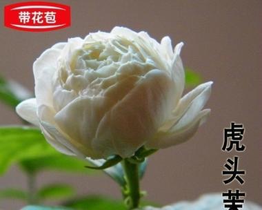 虎头茉莉的花语是什么？虎头茉莉代表了什么？