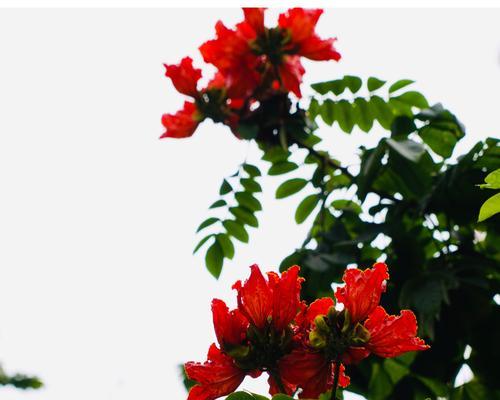 澳洲火焰木的花语有哪些？如何传递热情？