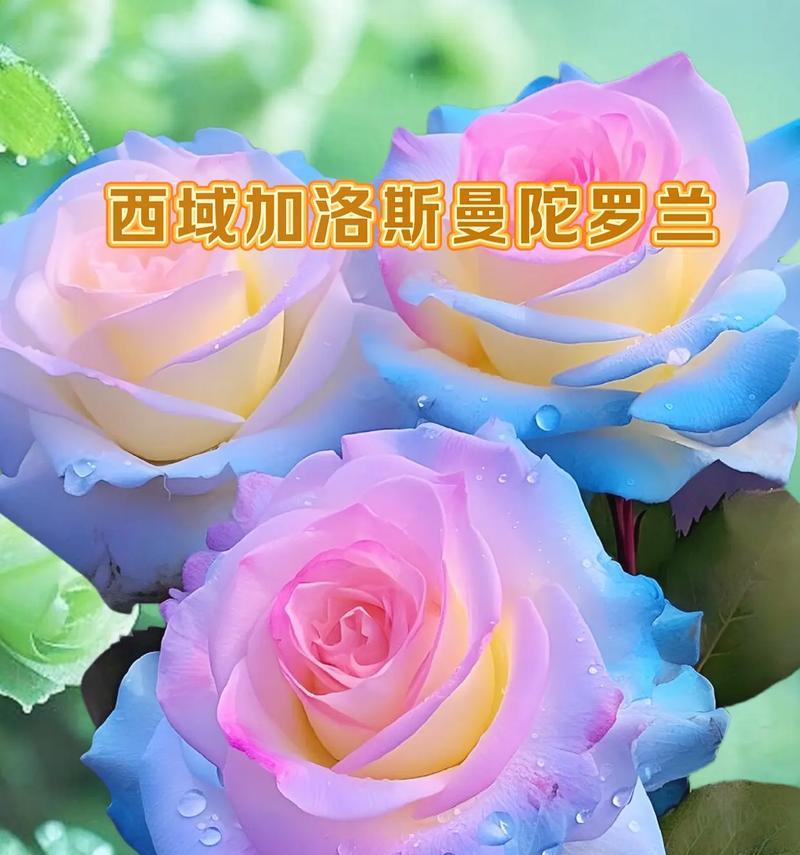 曼陀罗的花语代表什么？它真的有魔力吗？