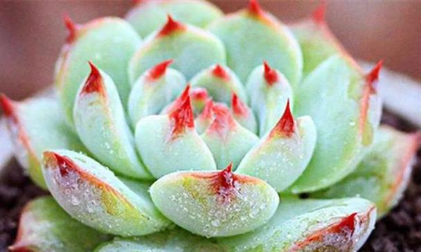 吉娃娃植物的花语是什么？如何用它来装饰家居？