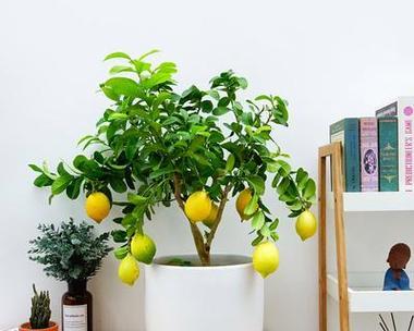 吉娃娃植物的花语是什么？如何用它来装饰家居？