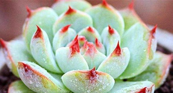 吉娃娃植物的花语是什么？如何用它来装饰家居？