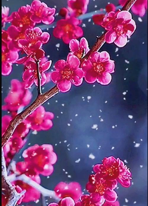 梅花的花语有哪些含义？它在中国文化中象征什么？