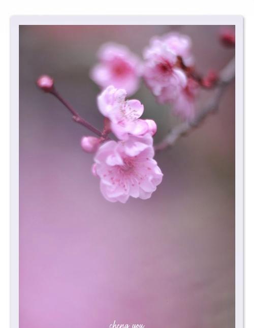 春雨的寓意是什么？它在花语中代表什么？