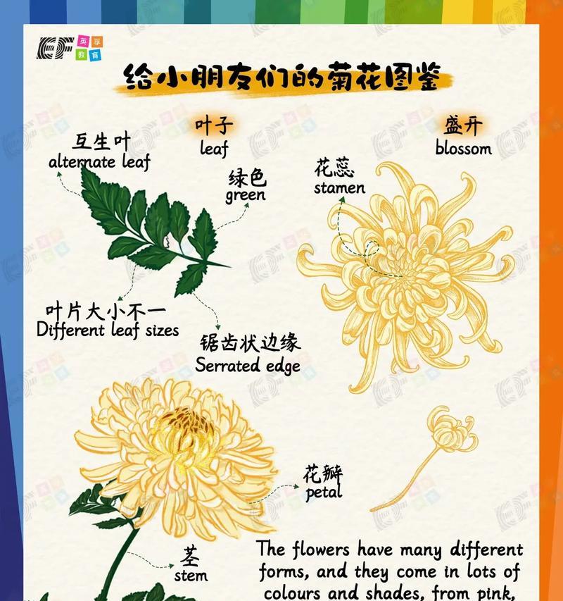 皇帝菊的花语寓意是什么？它如何表达尊贵？
