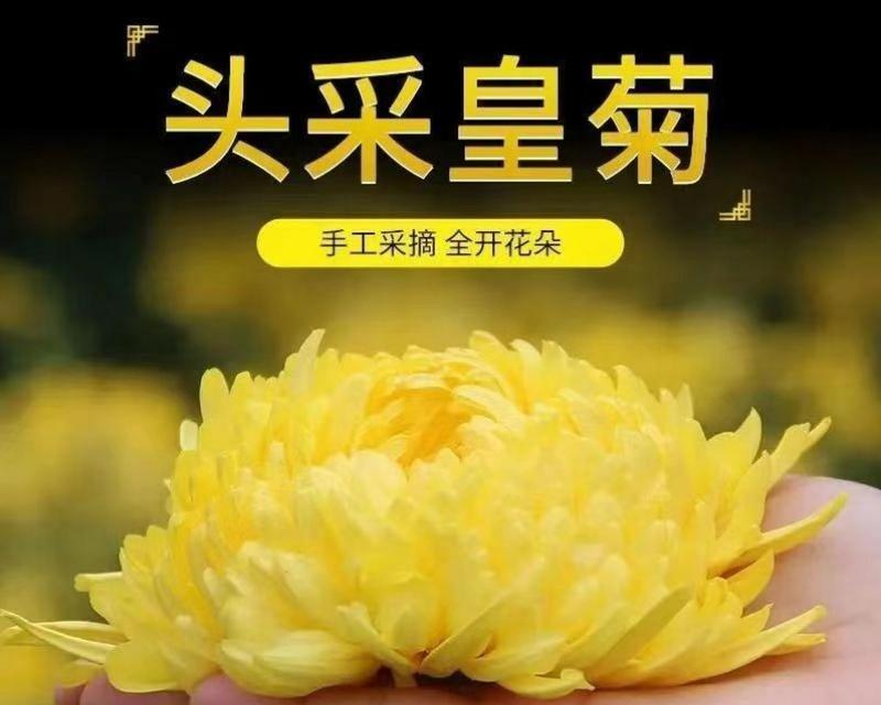 皇帝菊的花语寓意是什么？它如何表达尊贵？