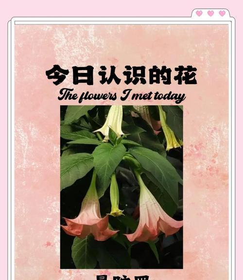 曼陀罗之花的花语有哪些？它传递了哪些信息？