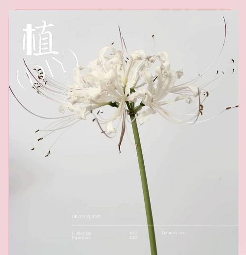 曼陀罗之花的花语有哪些？它传递了哪些信息？