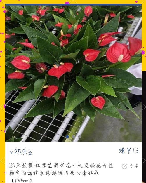 红掌的花语有哪些？如何理解它的深层含义？