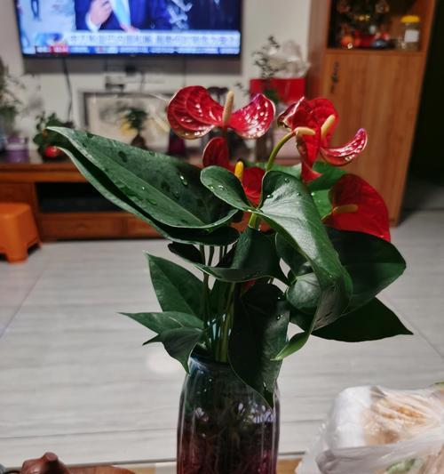 红掌的花语有哪些？如何理解它的深层含义？