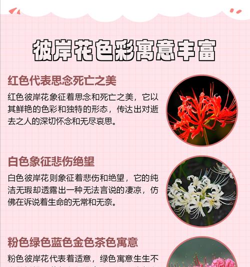 彼岸花的花语是什么？它背后的故事有哪些？