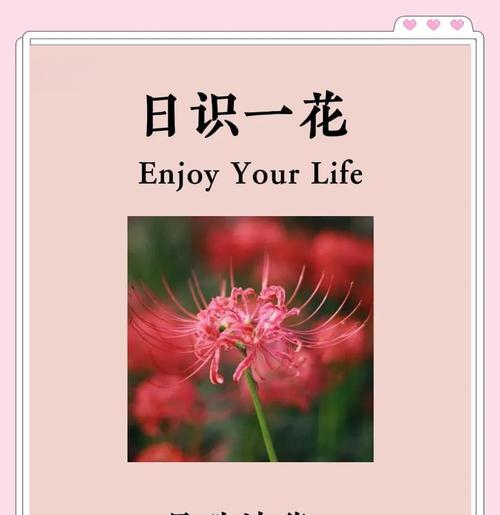 彼岸花的花语是什么？它背后的故事有哪些？