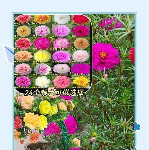 太阳花和半枝莲的花语分别是什么？它们有何不同？