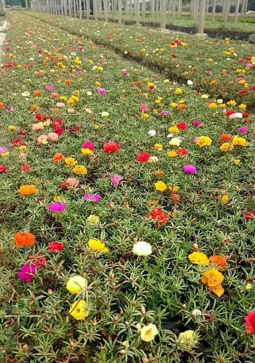 太阳花和半枝莲的花语分别是什么？它们有何不同？