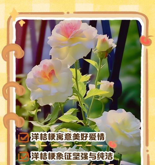 桔梗和洋桔梗的花语分别是什么？它们有何区别？