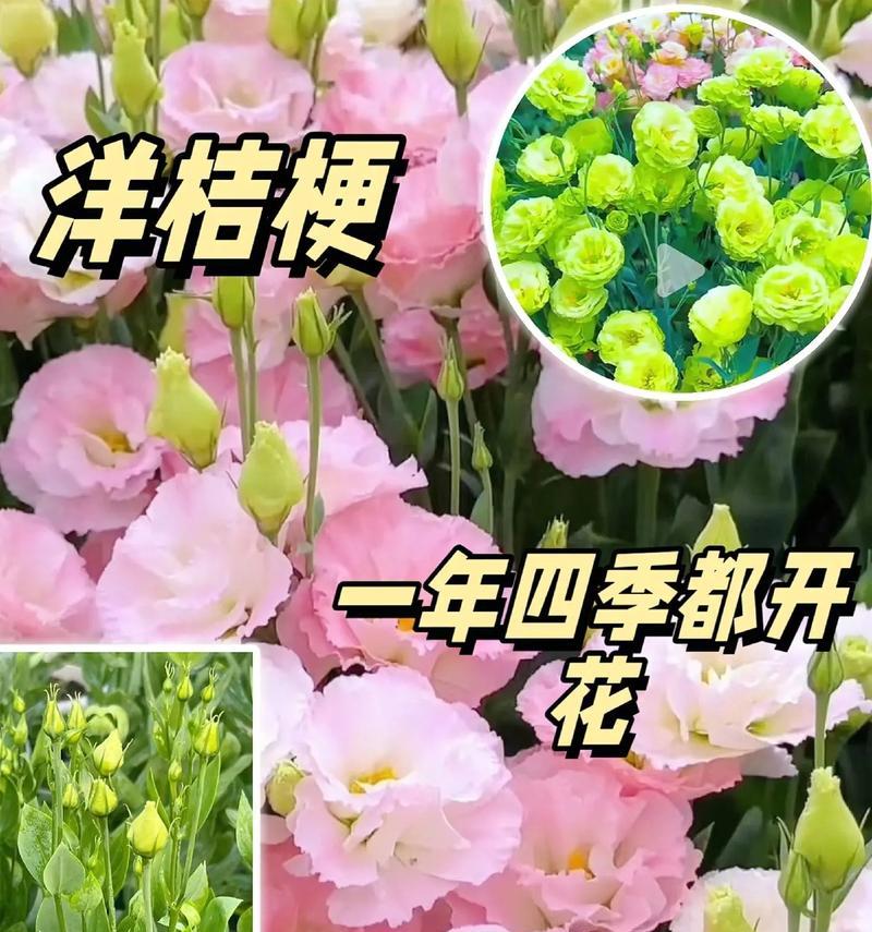 桔梗和洋桔梗的花语分别是什么？它们有何区别？