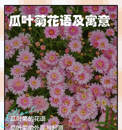 温暖开朗的花语有哪些？它们如何传递正能量？