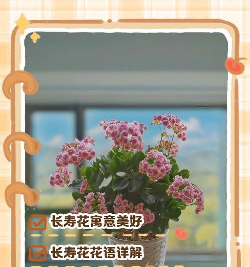温暖开朗的花语有哪些？它们如何传递正能量？