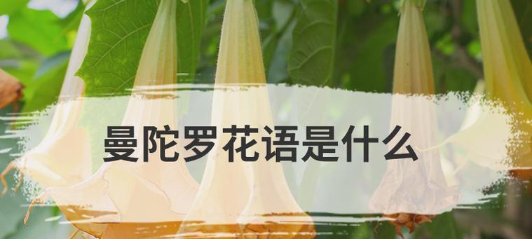 木曼陀罗的花语是什么？它如何表达爱意？