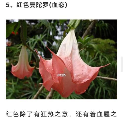 木曼陀罗的花语是什么？它如何表达爱意？