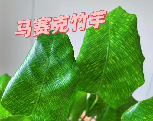 竹芋的花语和寓意是什么？它在室内装饰中的作用？