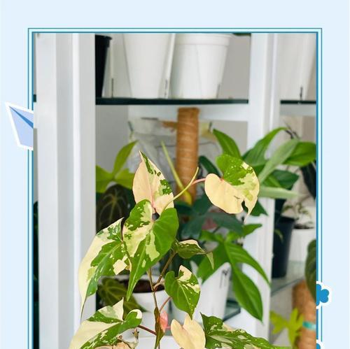 何首乌植物的花语有何特殊含义？