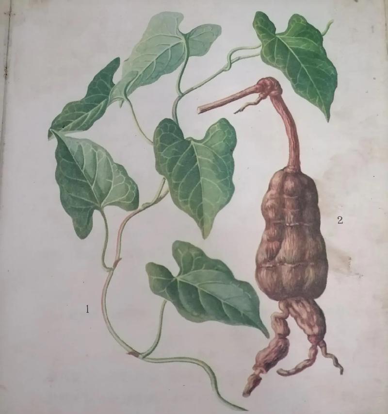 何首乌植物的花语有何特殊含义？