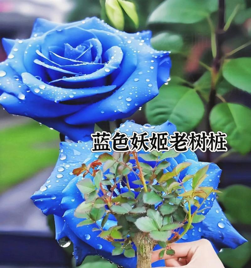 蓝色腊梅花代表了什么花语？