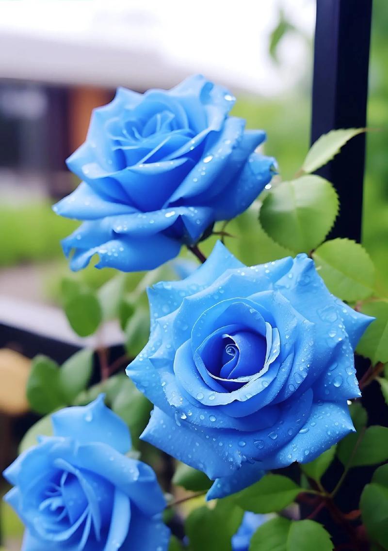 蓝色腊梅花代表了什么花语？