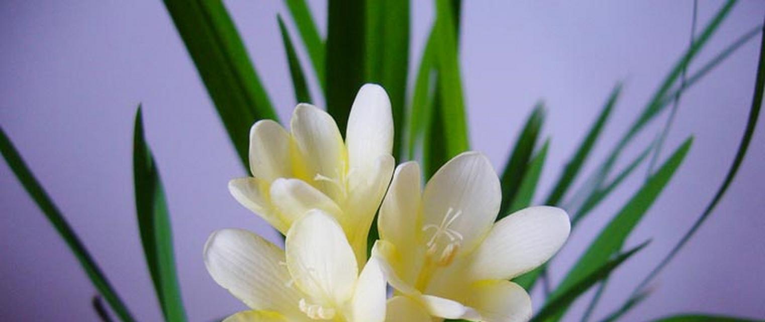 小仓兰的花语有哪些特别之处？