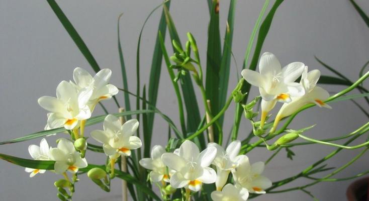 小仓兰的花语有哪些特别之处？