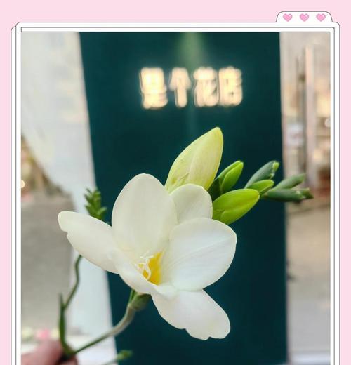 小仓兰的花语有哪些特别之处？
