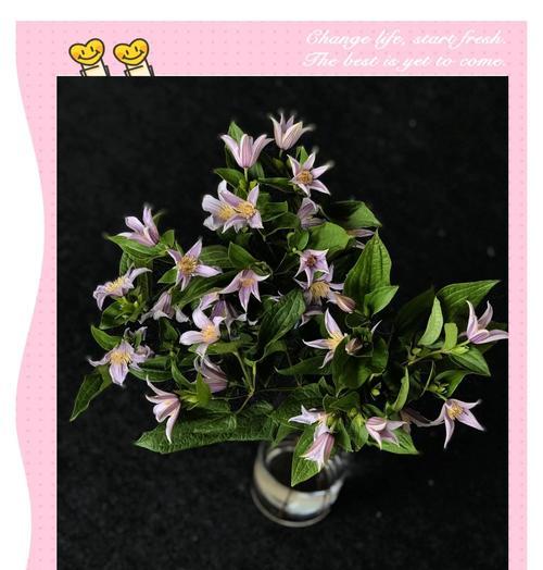 铁线莲的花语及其寓意是什么？