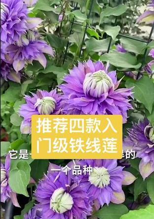 铁线莲的花语及其寓意是什么？