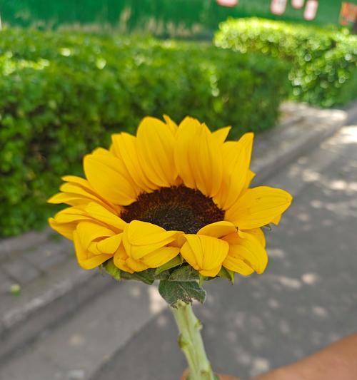 非洲太阳花的花语有何独特之处？