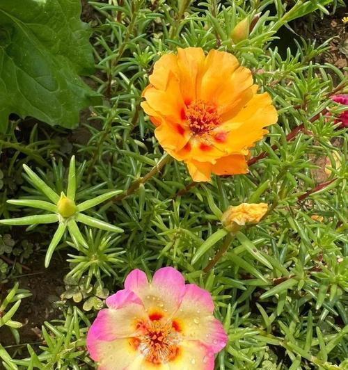 非洲太阳花的花语有何独特之处？