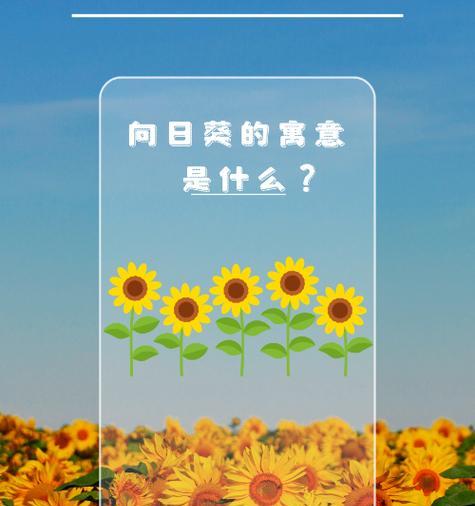 非洲太阳花的花语有何独特之处？