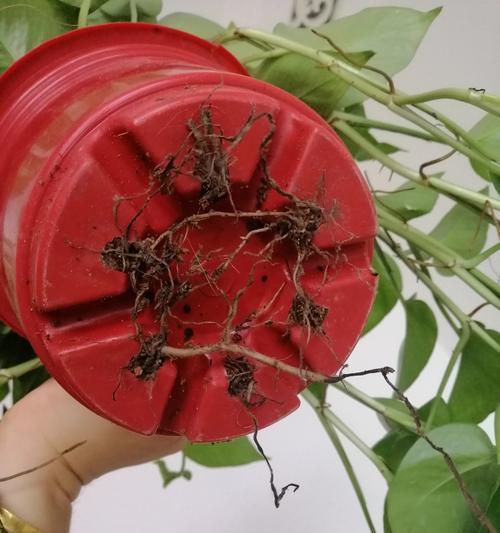 绿萝的叶插繁殖方法？如何提高绿萝叶插的成功率？