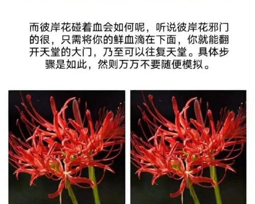 曼珠沙华的花语代表什么含义？