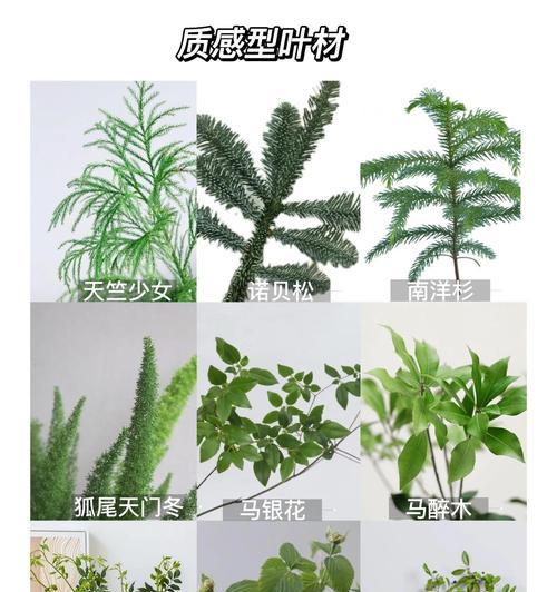 大型叶材有哪些？它们的装饰效果如何？