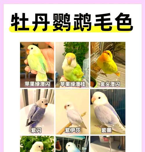 室内牡丹养殖需要注意什么？