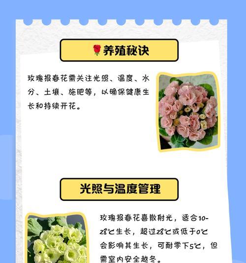 家庭中玫瑰花的养殖技巧是什么？