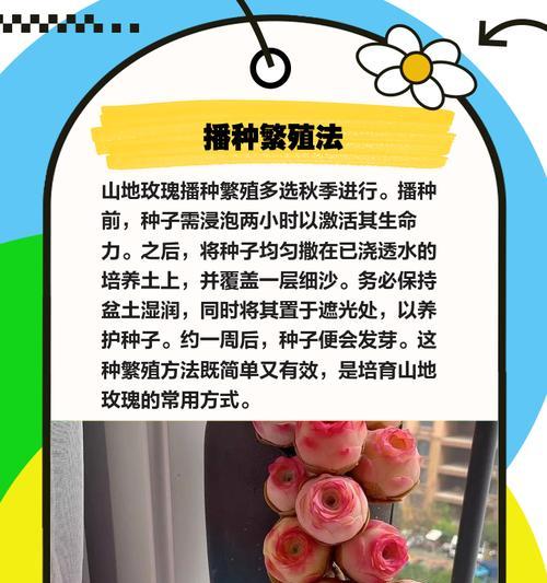 家庭中玫瑰花的养殖技巧是什么？