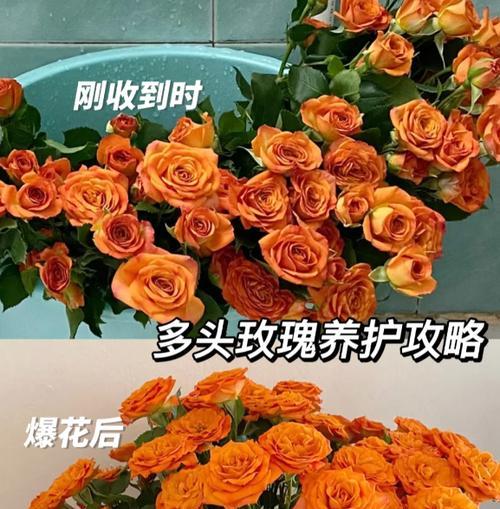 家庭中玫瑰花的养殖技巧是什么？
